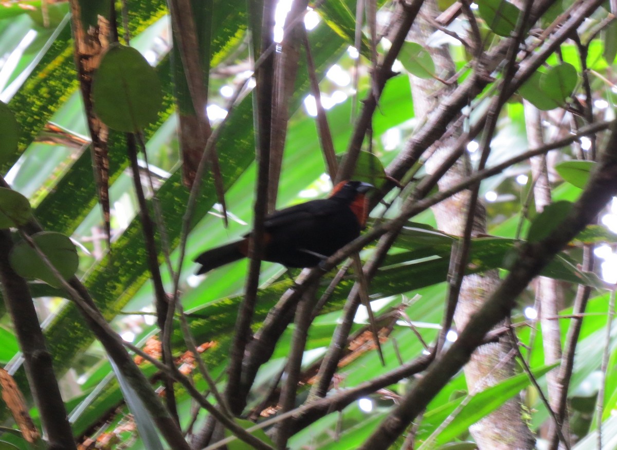 Puerto Rican Bullfinch - Rob Van Epps