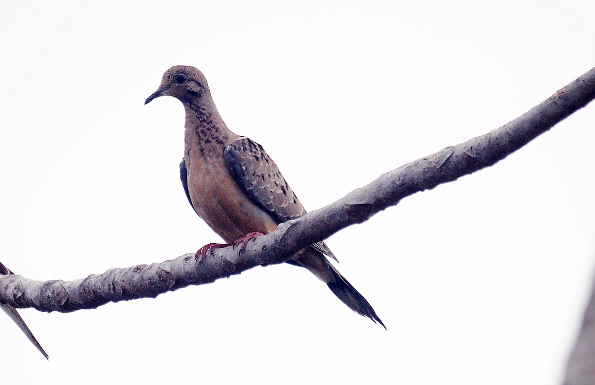 Mourning Dove - ML99506661