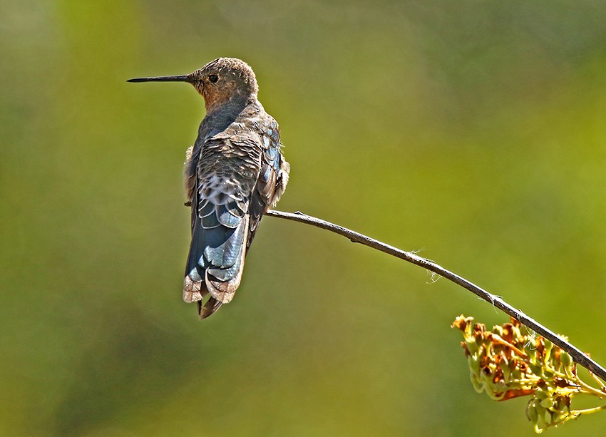 Giant Hummingbird - Roger Ahlman