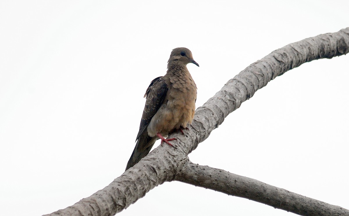 Mourning Dove - ML99506821