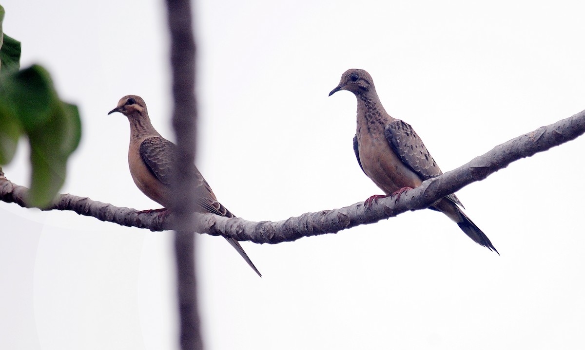 Mourning Dove - ML99506951