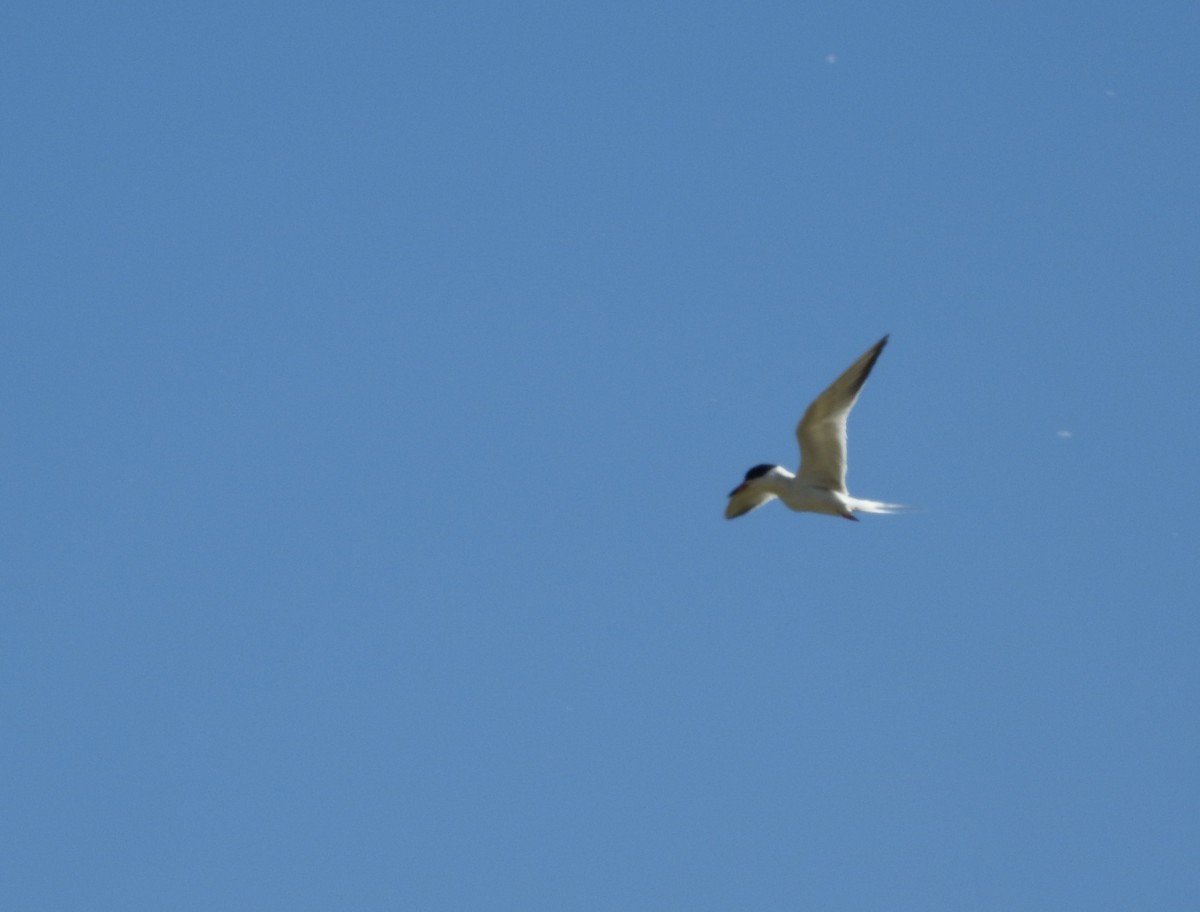 Forster's Tern - ML99507121