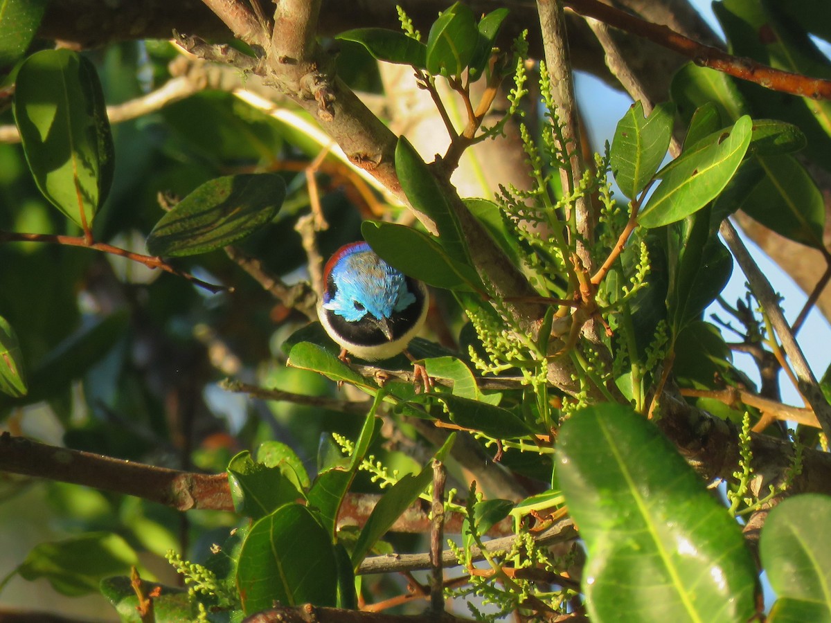 Variegated Fairywren - ML99508721