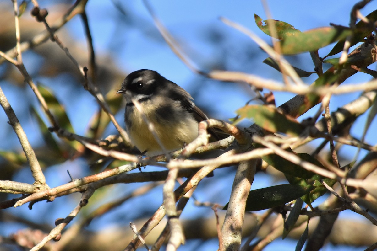 Gray Fantail - ML99509661