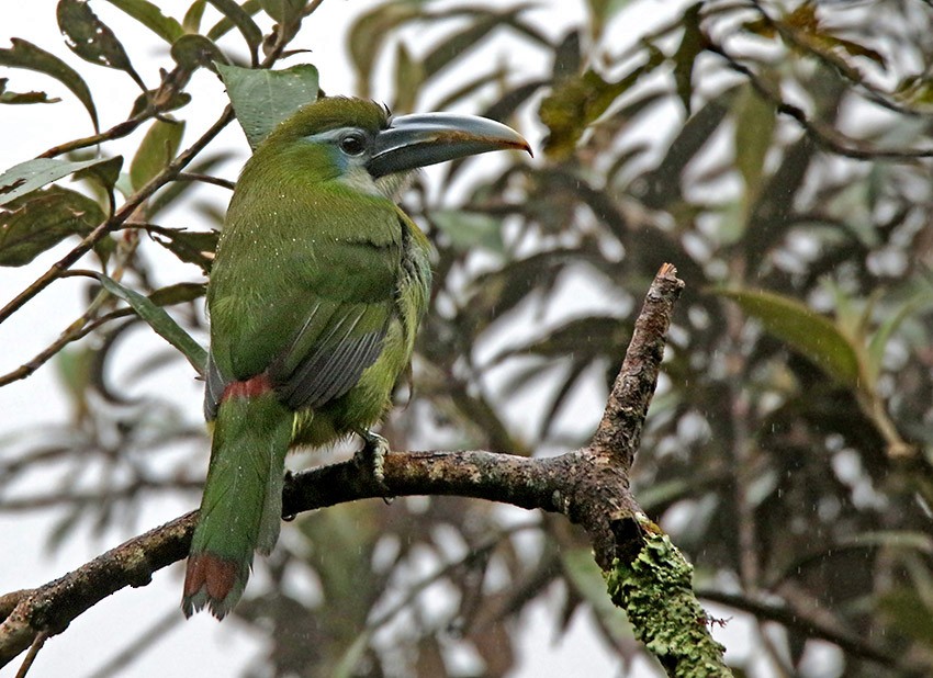 Blue-banded Toucanet - Roger Ahlman