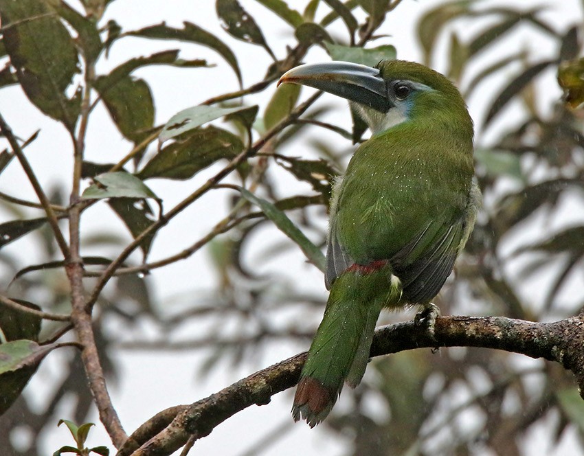Blue-banded Toucanet - ML99510511