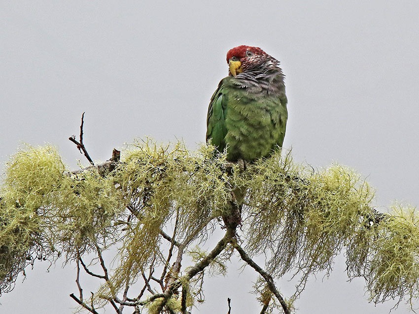Speckle-faced Parrot - ML99510661
