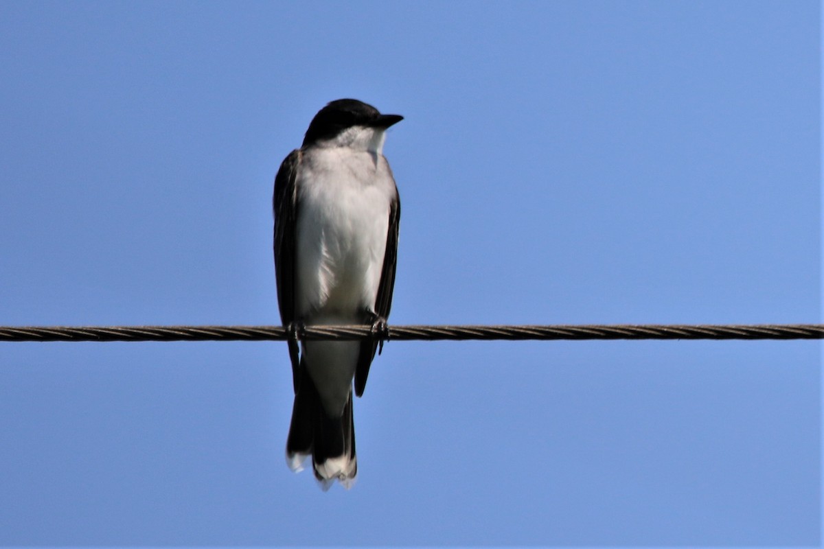 Eastern Kingbird - ML99511811