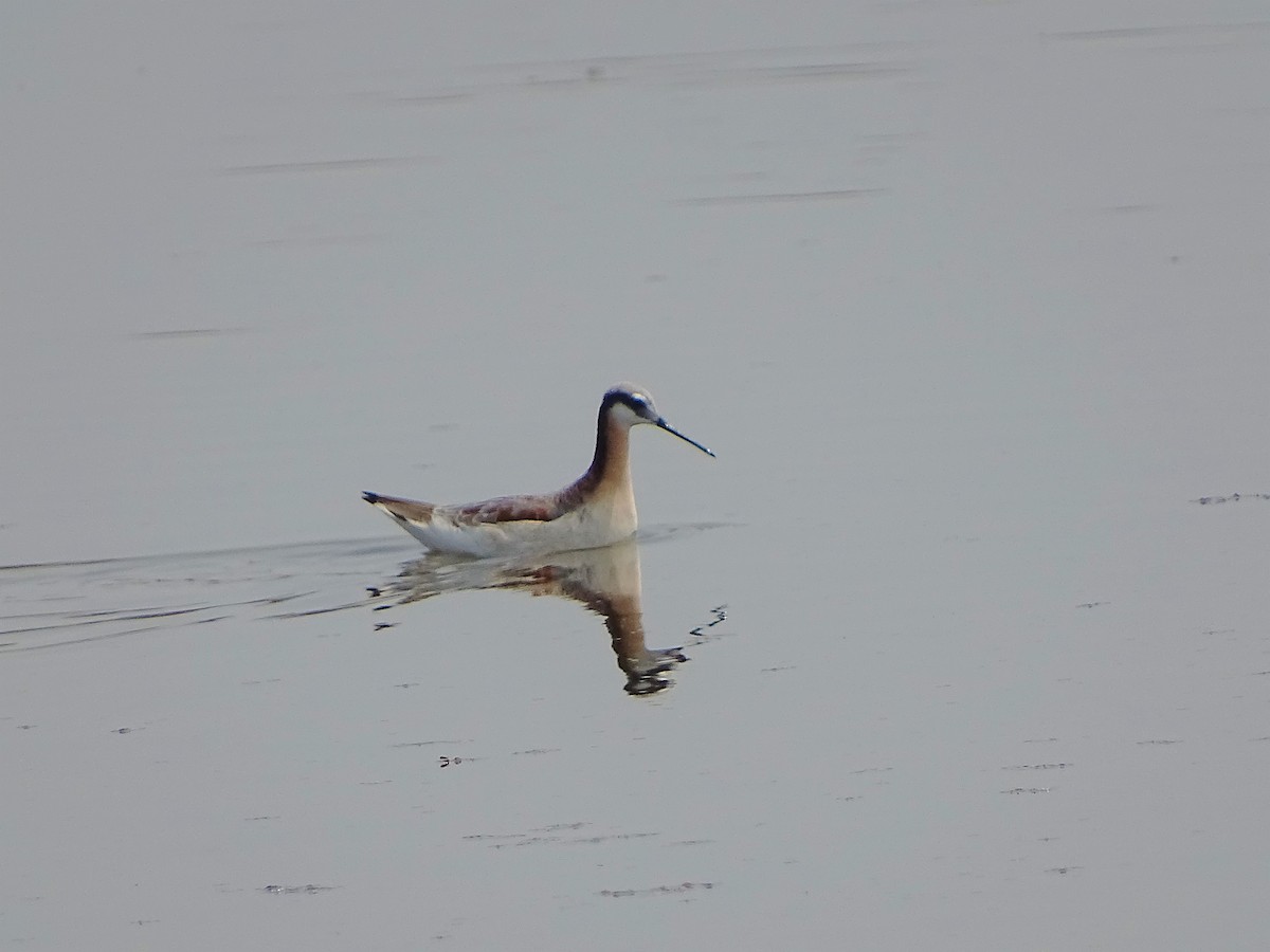 Wilson's Phalarope - Alfonso Auerbach