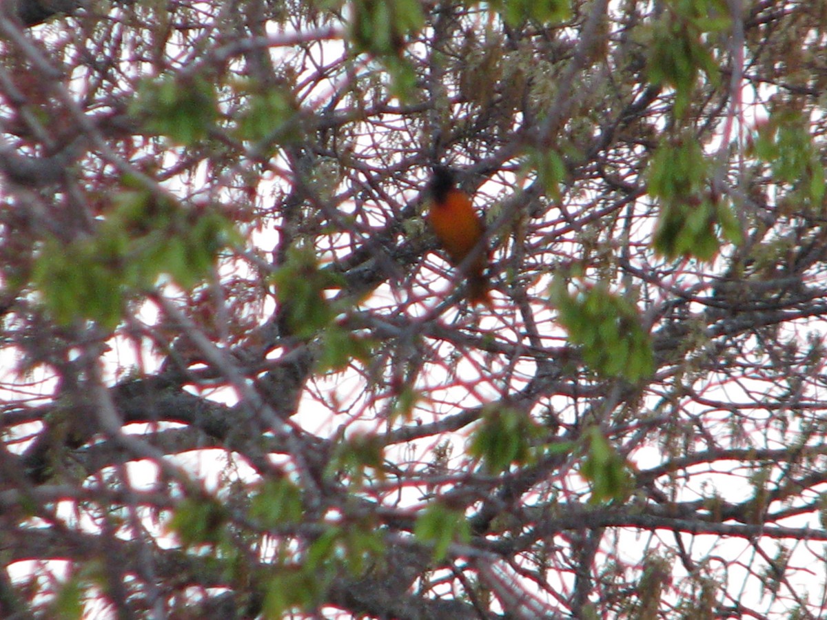 Baltimore Oriole - ML99512991