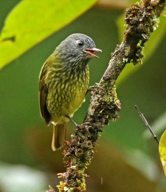 Streak-necked Flycatcher - ML99513891