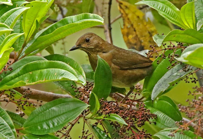 Hauxwell's Thrush - ML99514031