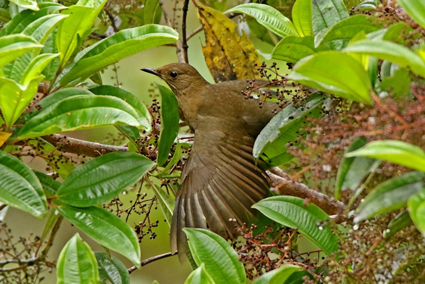 Hauxwell's Thrush - ML99514041