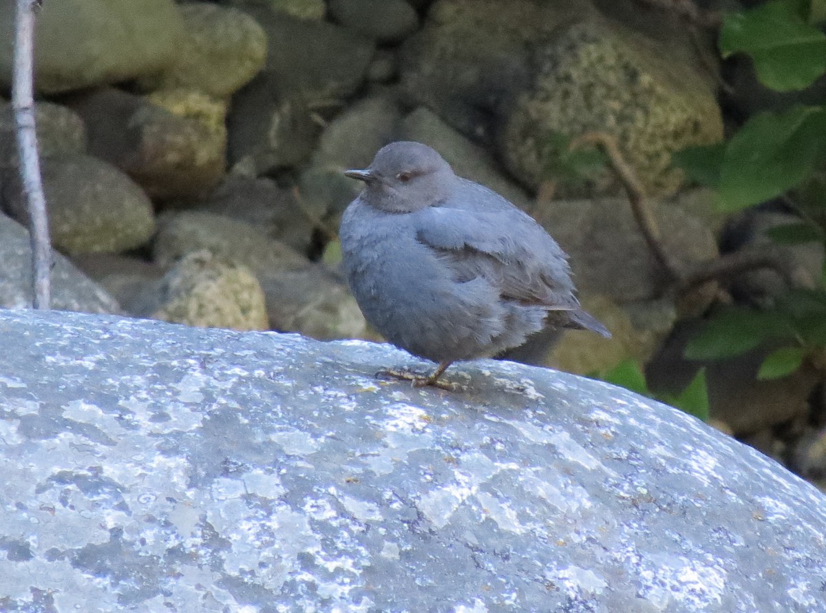 American Dipper - Rob Van Epps