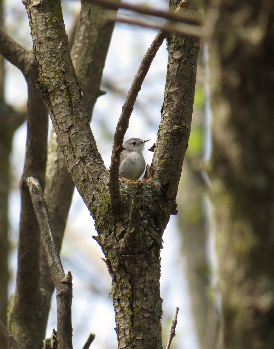 Blue-gray Gnatcatcher - ML99516461