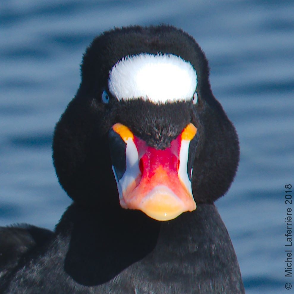 Surf Scoter - ML99518941