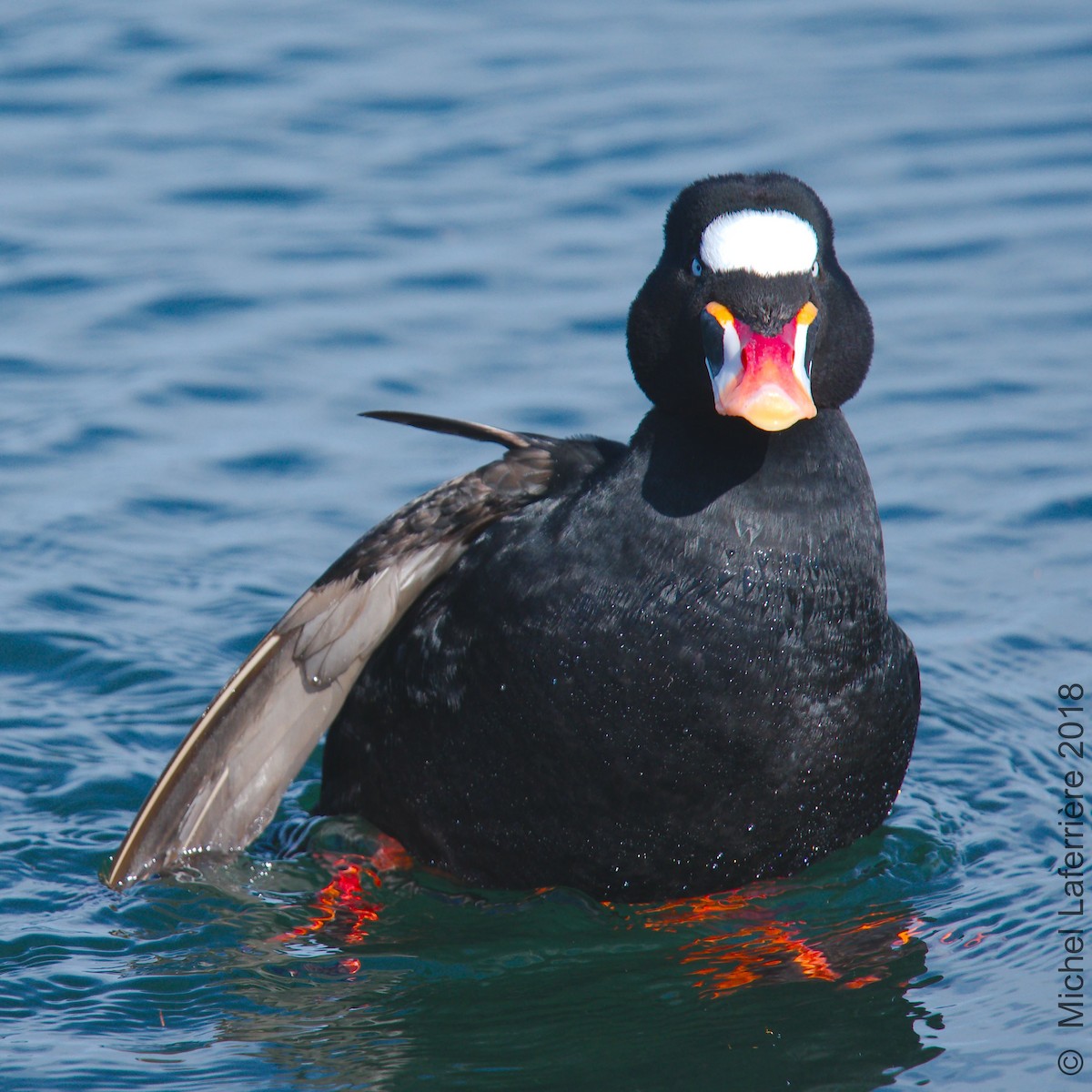 Surf Scoter - ML99519021