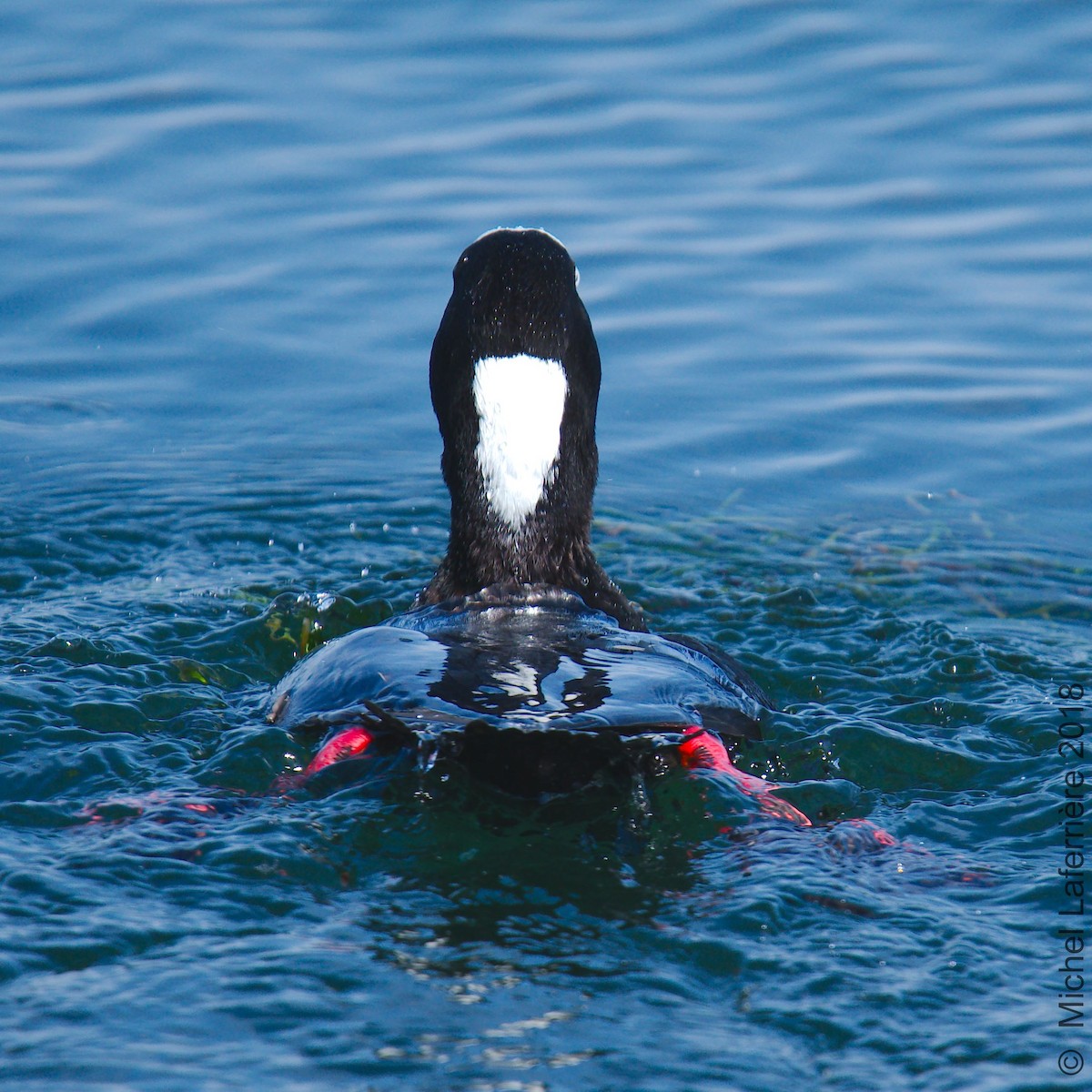 Surf Scoter - ML99519081