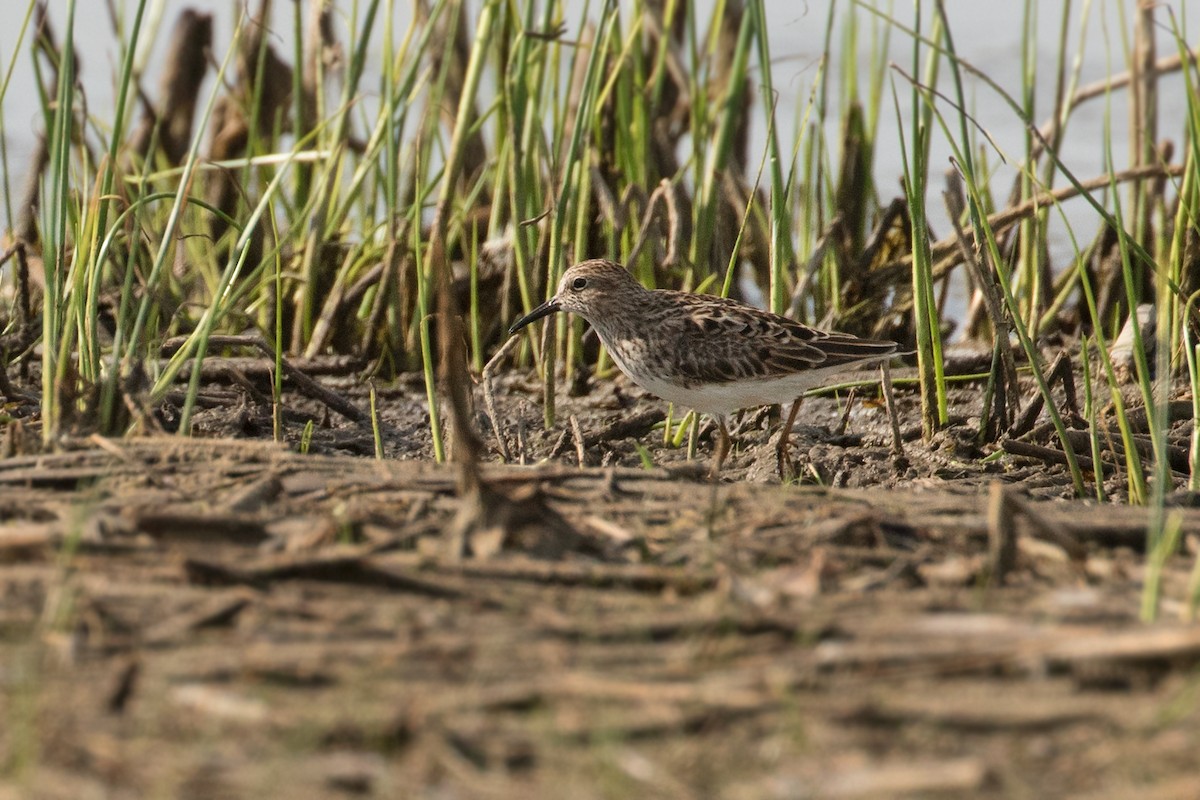 Least Sandpiper - ML99519321