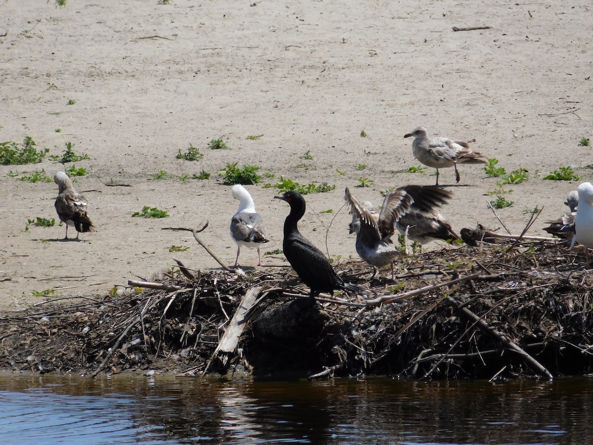 Brandt's Cormorant - ML99519981