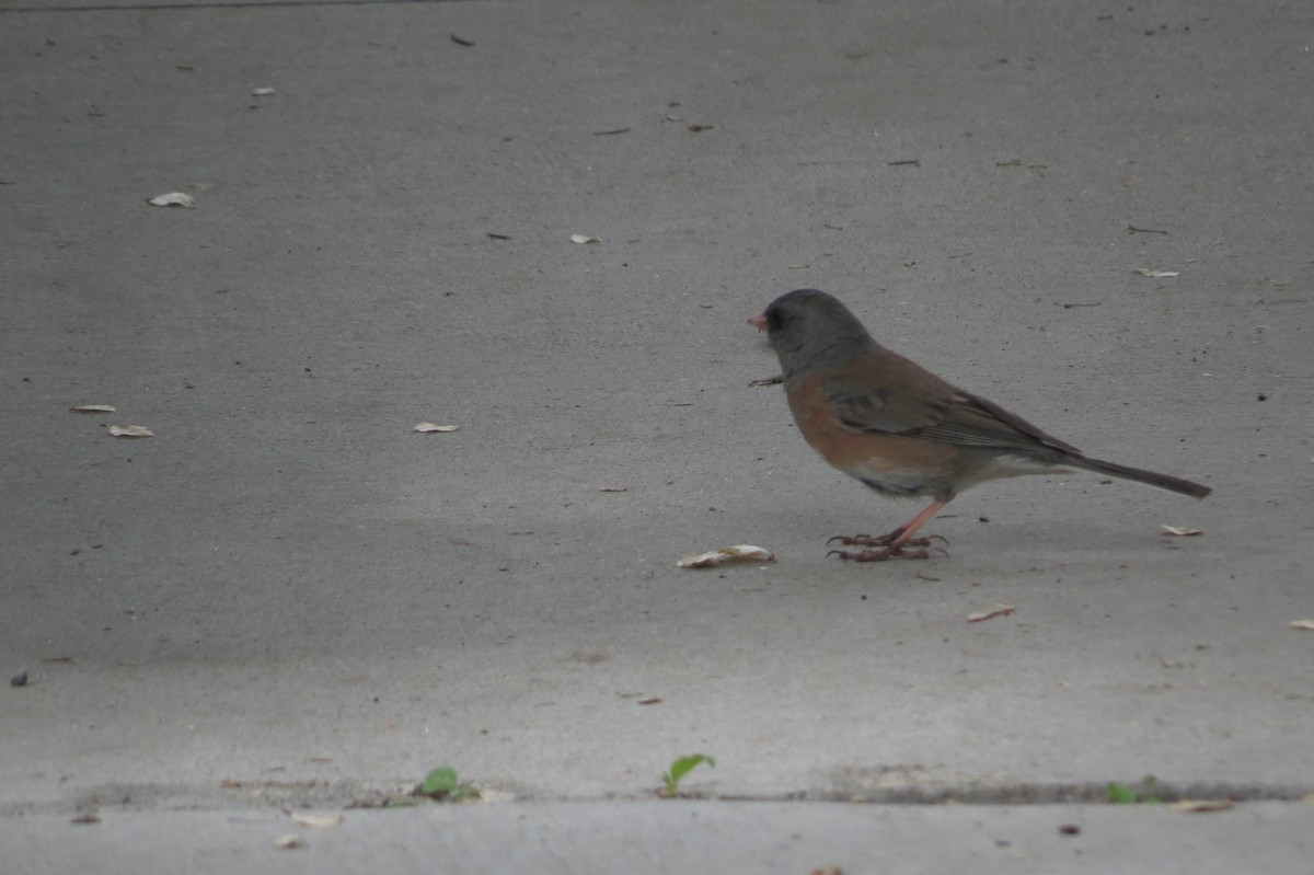 Junco ardoisé (mearnsi) - ML99520521