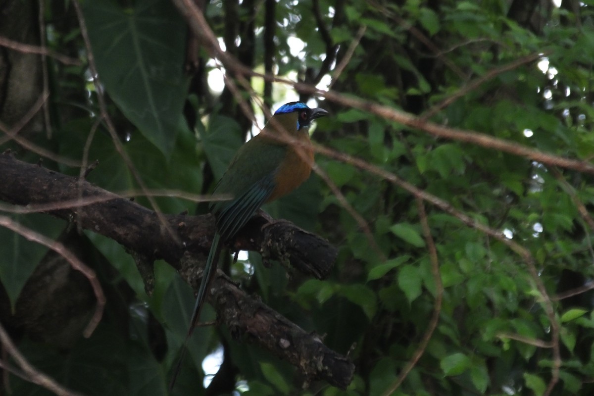 Lesson's Motmot - ML99524631