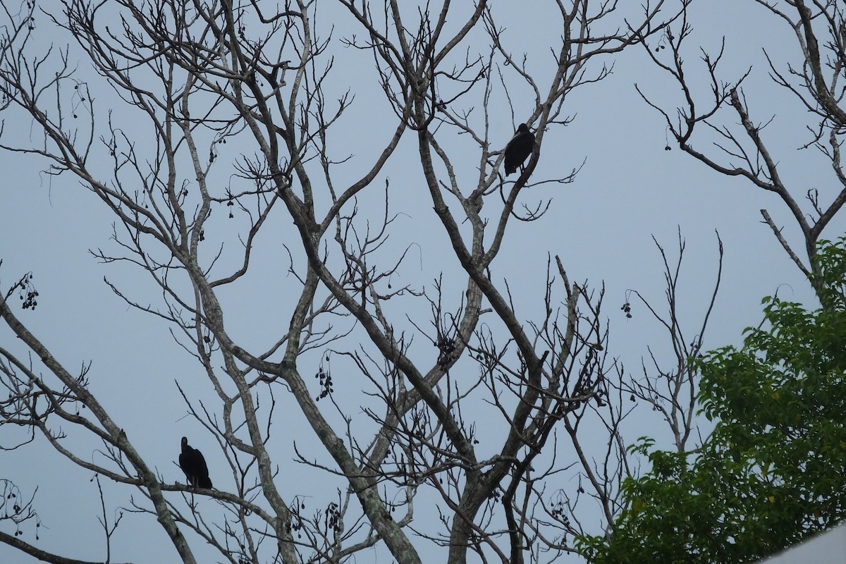 Black Vulture - ML99524791