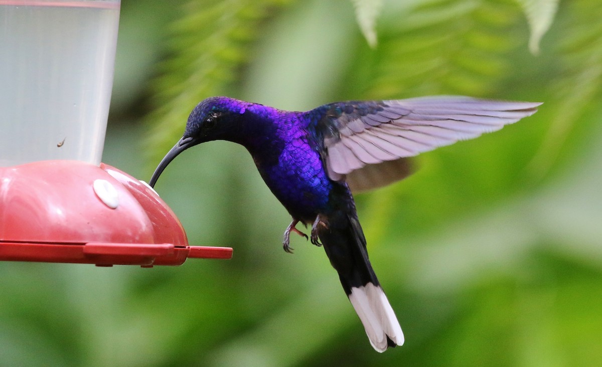 Campyloptère violet - ML99524981