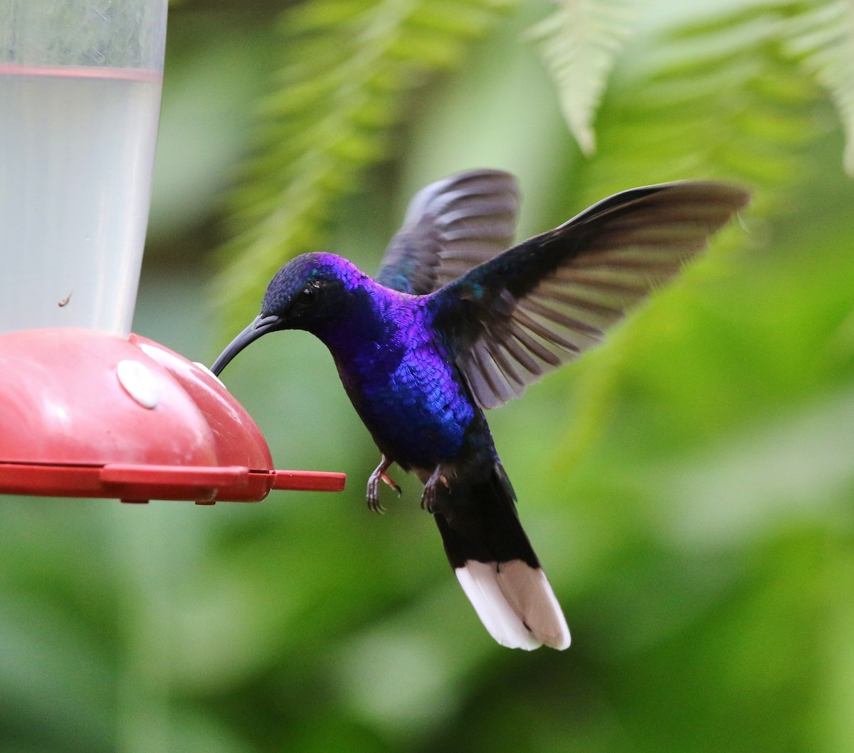 Colibrí Morado - ML99524991