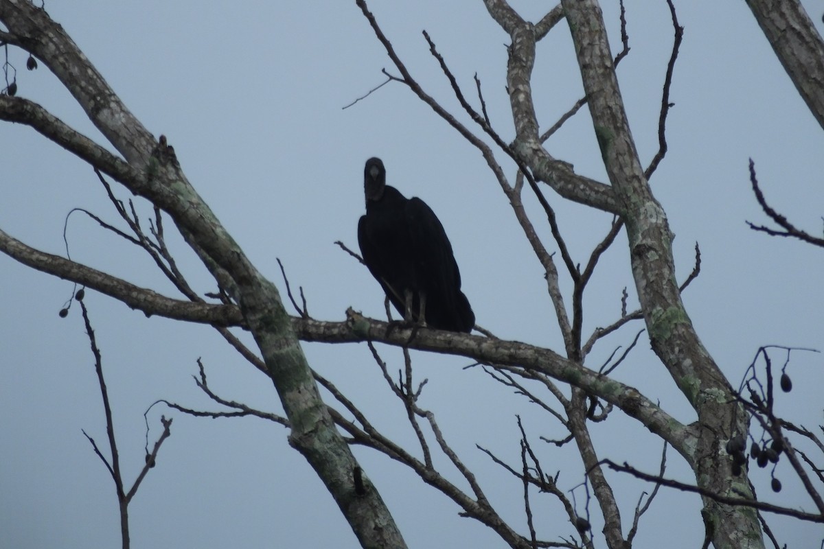 Black Vulture - ML99525001