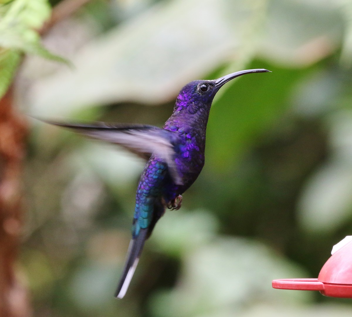 Colibrí Morado - ML99525011