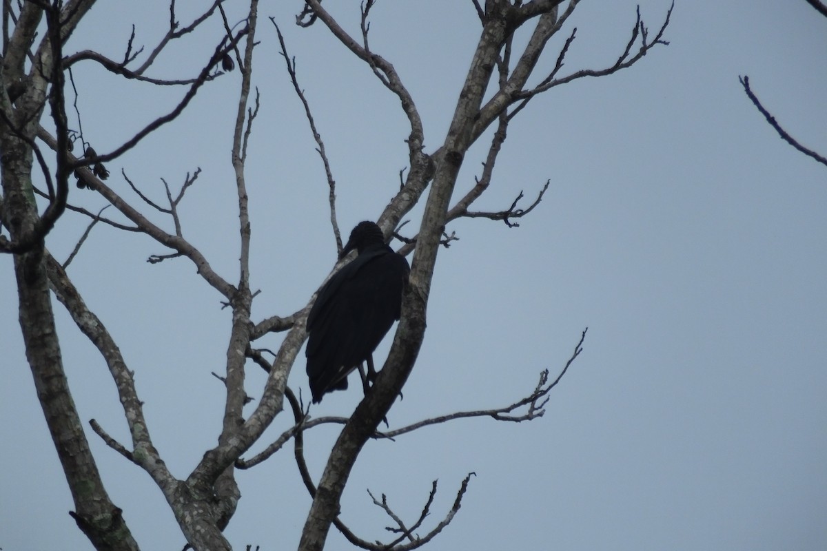 Black Vulture - ML99525031