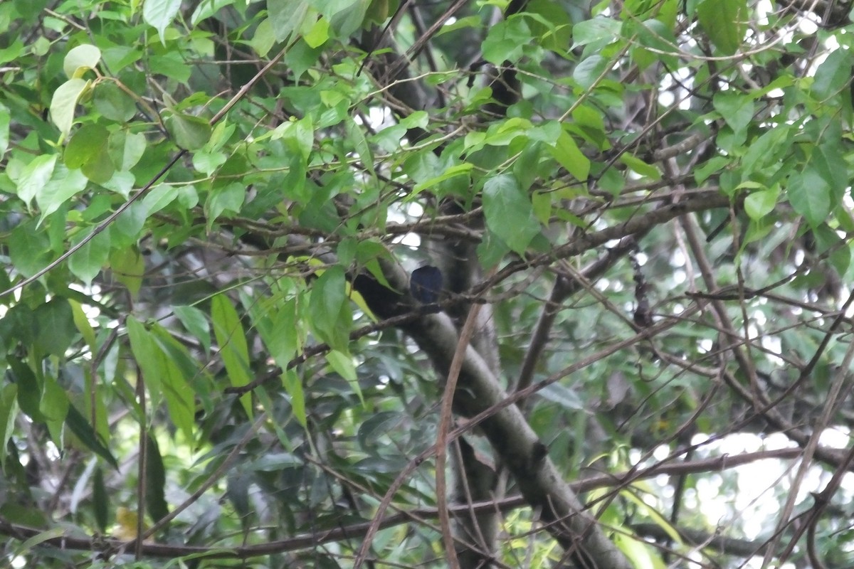 Thick-billed Euphonia - ML99527711