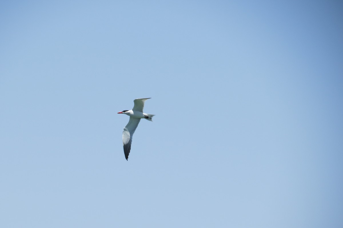 Caspian Tern - ML99528171