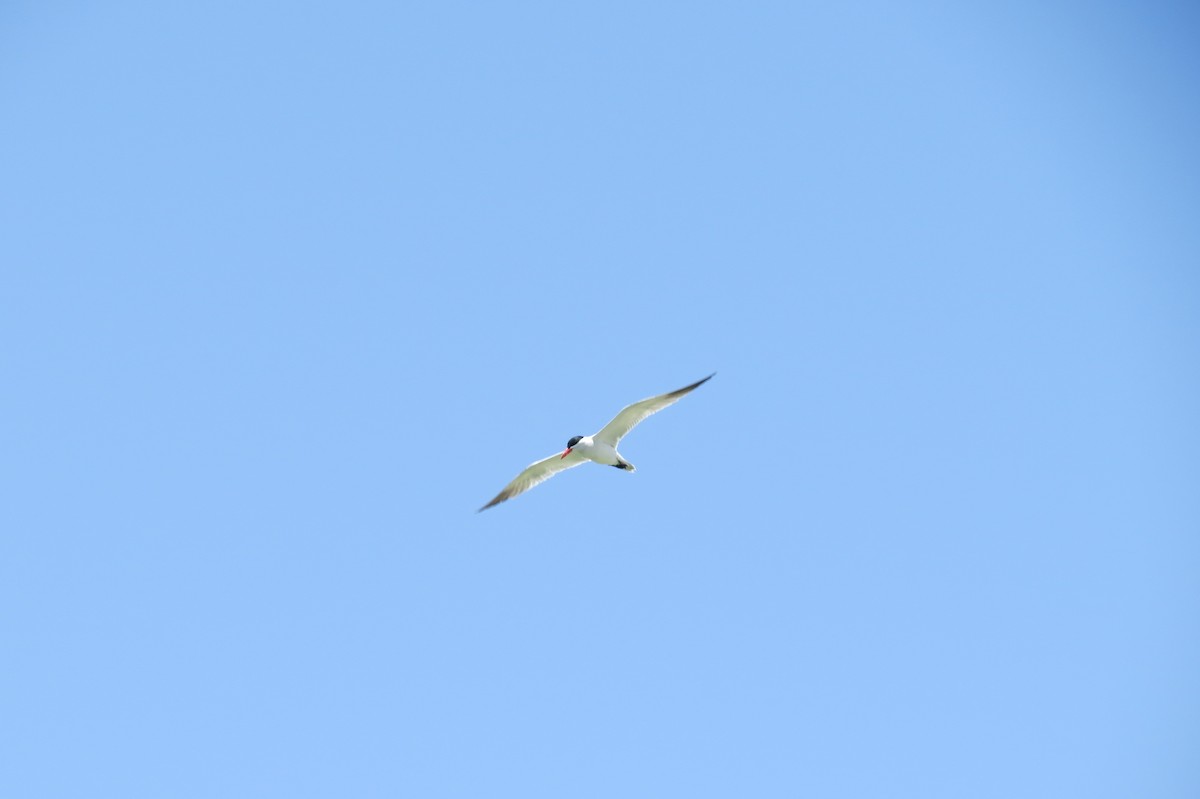 Caspian Tern - ML99528181