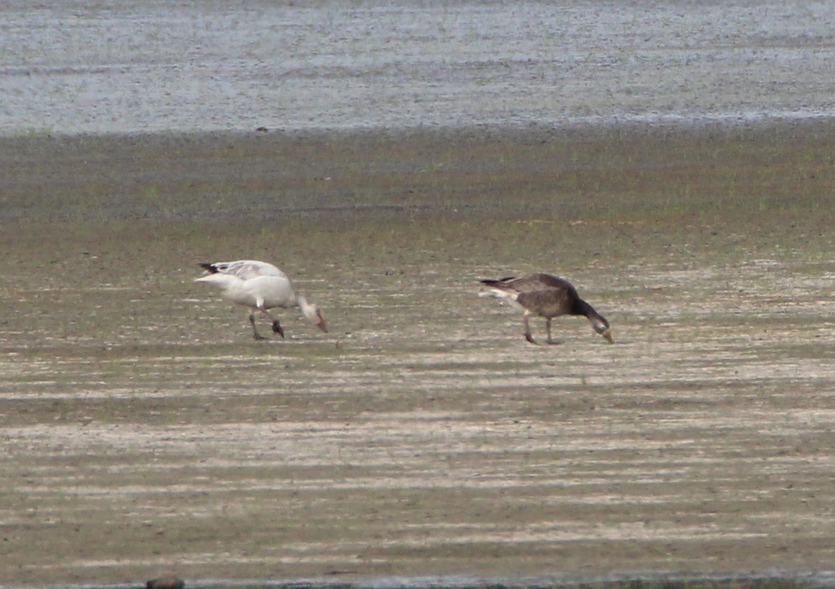 Snow Goose - Mark  Brown