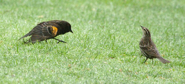 Red-winged Blackbird - ML99529961