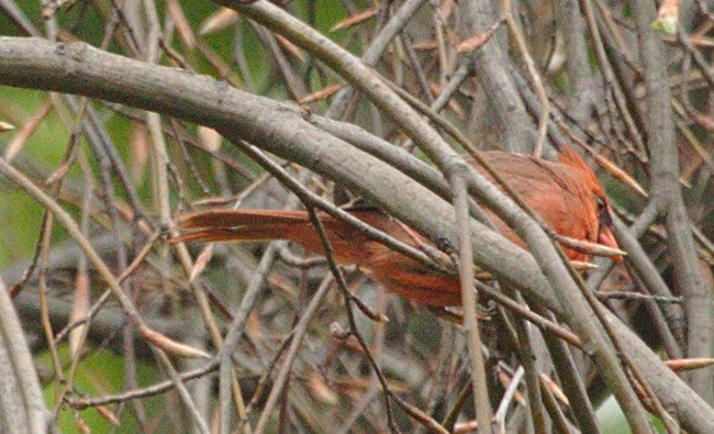 Cardinal rouge - ML99530131