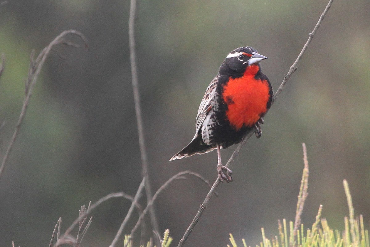 Peruvian Meadowlark - ML99530191