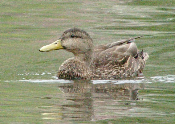 American Black Duck - sicloot