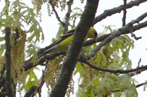 American Goldfinch - ML99530341