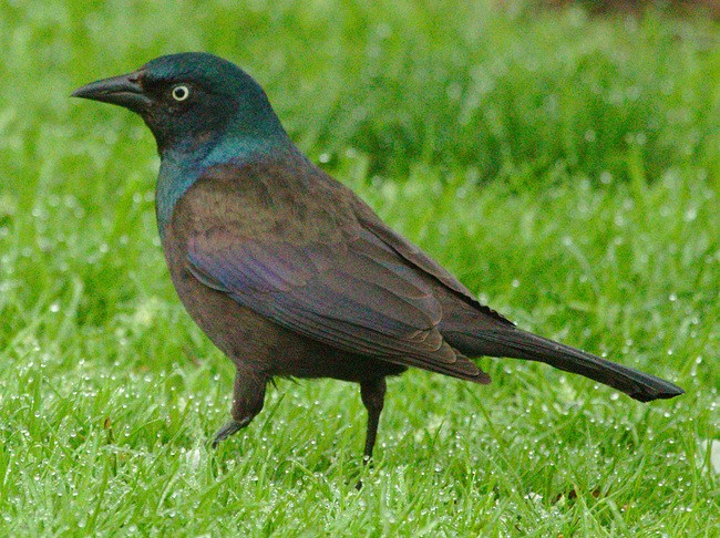 Common Grackle - ML99530461