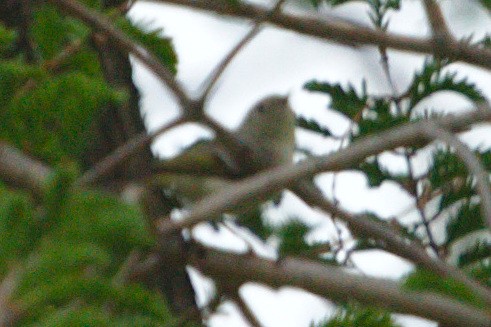 Roitelet à couronne rubis - ML99530511