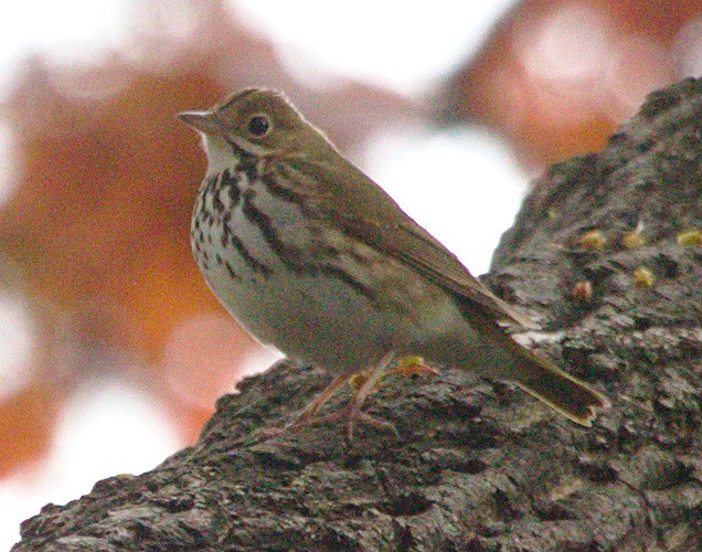 Paruline couronnée - ML99530651