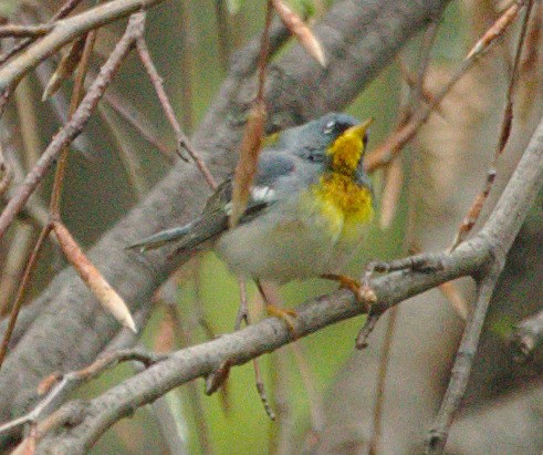 Parula Norteña - ML99530681