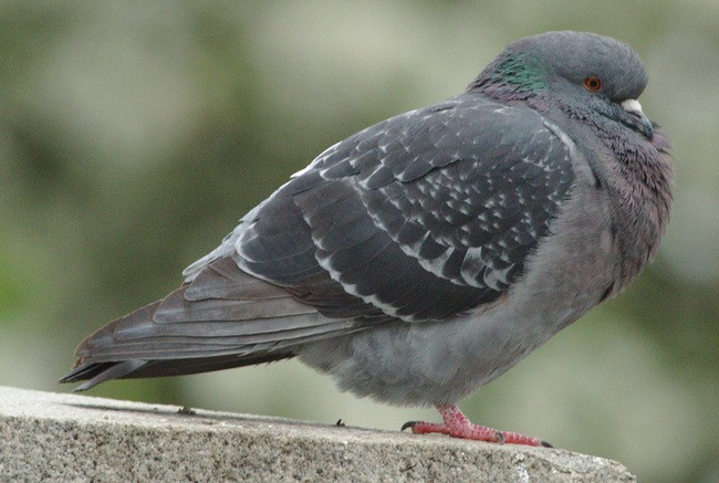 Rock Pigeon (Feral Pigeon) - sicloot