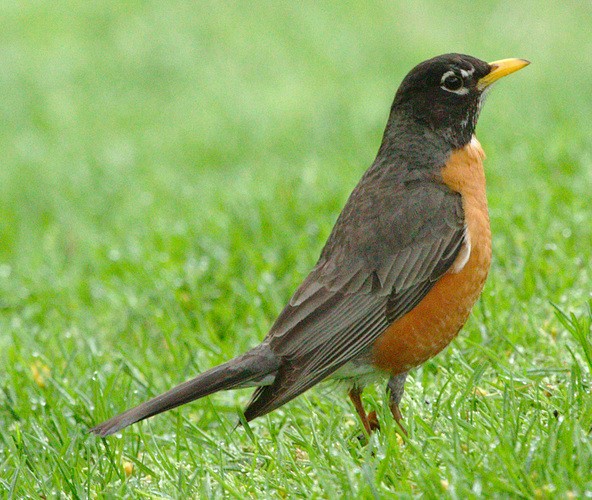 American Robin - ML99530861