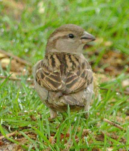 House Sparrow - ML99530881