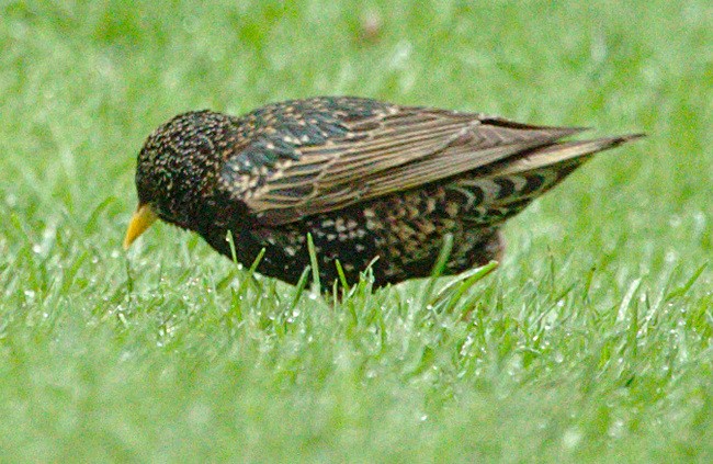 European Starling - ML99531001