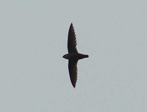 Chimney Swift - ML99531061